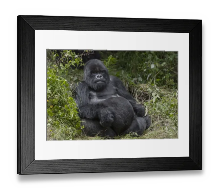 Framed Print : Africa, Rwanda, Volcanoes National Park, mountain gorilla, Gorilla beringei beringei Framed Print : Africa, Rwanda, Volcanoes National Park, mountain gorilla, Gorilla beringei beringei