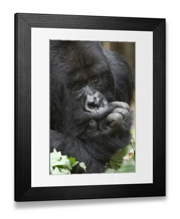 Framed Print : Africa, Rwanda, Volcanoes National Park, mountain gorilla, Gorilla beringei beringei Framed Print : Africa, Rwanda, Volcanoes National Park, mountain gorilla, Gorilla beringei beringei