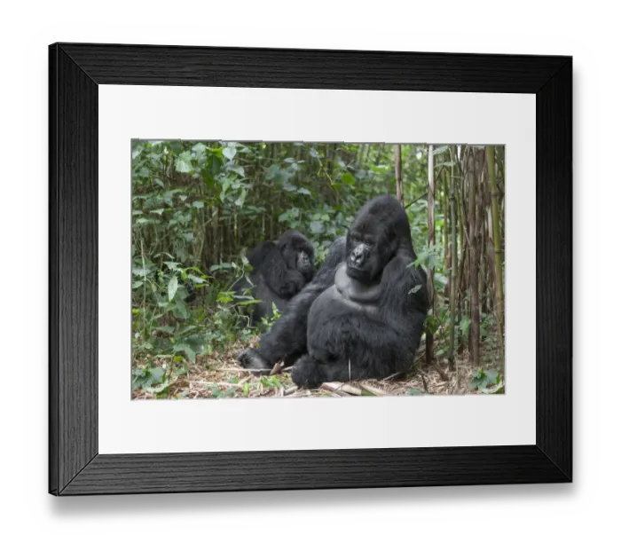 Framed Print : Africa, Rwanda, Volcanoes National Park, mountain gorilla, Gorilla beringei beringei Framed Print : Africa, Rwanda, Volcanoes National Park, mountain gorilla, Gorilla beringei beringei