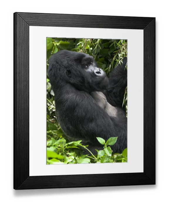 Framed Print : Africa, Rwanda, Volcanoes National Park, mountain gorilla, Gorilla beringei beringei Framed Print : Africa, Rwanda, Volcanoes National Park, mountain gorilla, Gorilla beringei beringei