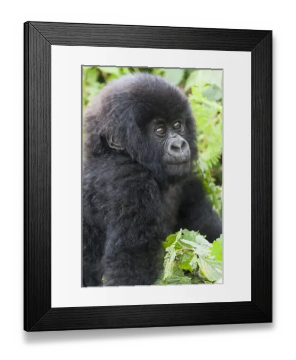 Framed Print : Africa, Rwanda, Volcanoes National Park, mountain gorilla, Gorilla beringei beringei Framed Print : Africa, Rwanda, Volcanoes National Park, mountain gorilla, Gorilla beringei beringei