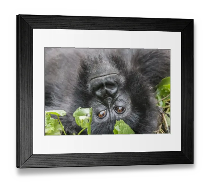 Framed Print : Africa, Rwanda, Musanze District, Volcanoes National Park, Ruhengeri, Kinigi. Gorilla Framed Print : Africa, Rwanda, Musanze District, Volcanoes National Park, Ruhengeri, Kinigi. Gorilla