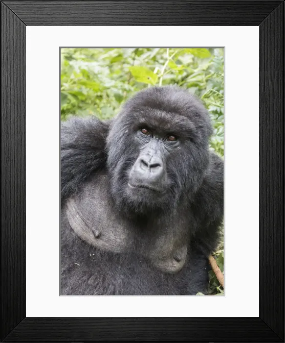 Framed Print : Africa, Rwanda, Musanze District, Volcanoes National Park, Ruhengeri, Kinigi. Gorilla Framed Print : Africa, Rwanda, Musanze District, Volcanoes National Park, Ruhengeri, Kinigi. Gorilla