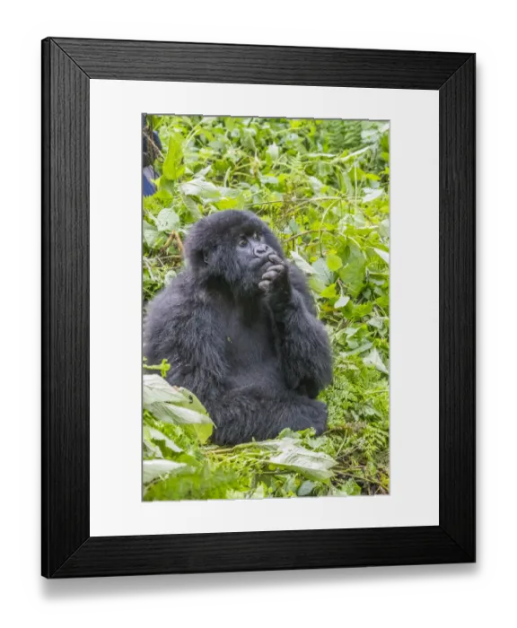 Framed Print : Africa, Rwanda, Musanze District, Volcanoes National Park, Ruhengeri, Kinigi. Gorilla Framed Print : Africa, Rwanda, Musanze District, Volcanoes National Park, Ruhengeri, Kinigi. Gorilla