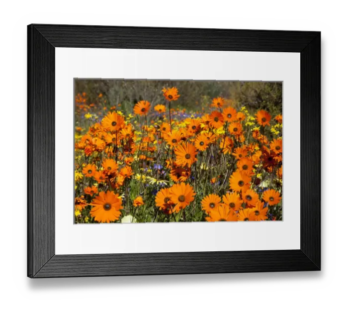 Framed Print : Africa, South Africa, Namaqualand. Wildflowers in Namaqua National Park. Credit as Framed Print : Africa, South Africa, Namaqualand. Wildflowers in Namaqua National Park. Credit as
