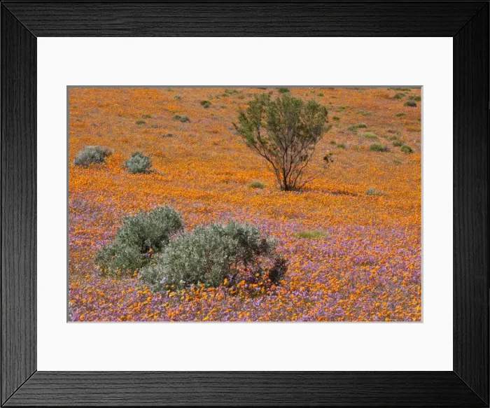 Framed Print : Africa, South Africa, Namaqualand. Orange an purple blossoms in Namaqua National Park Framed Print : Africa, South Africa, Namaqualand. Orange an purple blossoms in Namaqua National Park