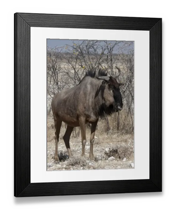 Framed Print : Africa, Namibia, Etosha National Park. Close-up of solitary wildebeest. Credit as Framed Print : Africa, Namibia, Etosha National Park. Close-up of solitary wildebeest. Credit as