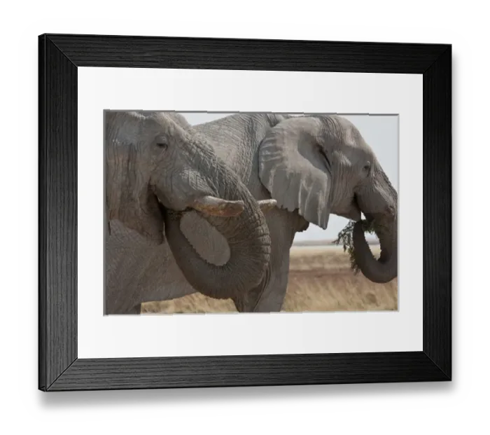 Framed Print : Africa, Namibia, Etosha National Park. Two elephants eating plants