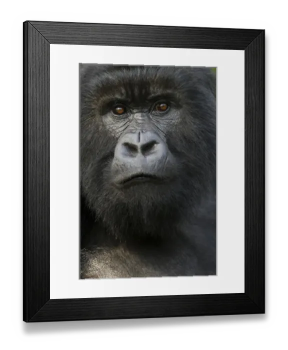 Framed Print : Africa, Rwanda, Volcanoes National Park, Mountain Gorilla, Gorilla gorilla beringei Framed Print : Africa, Rwanda, Volcanoes National Park, Mountain Gorilla, Gorilla gorilla beringei