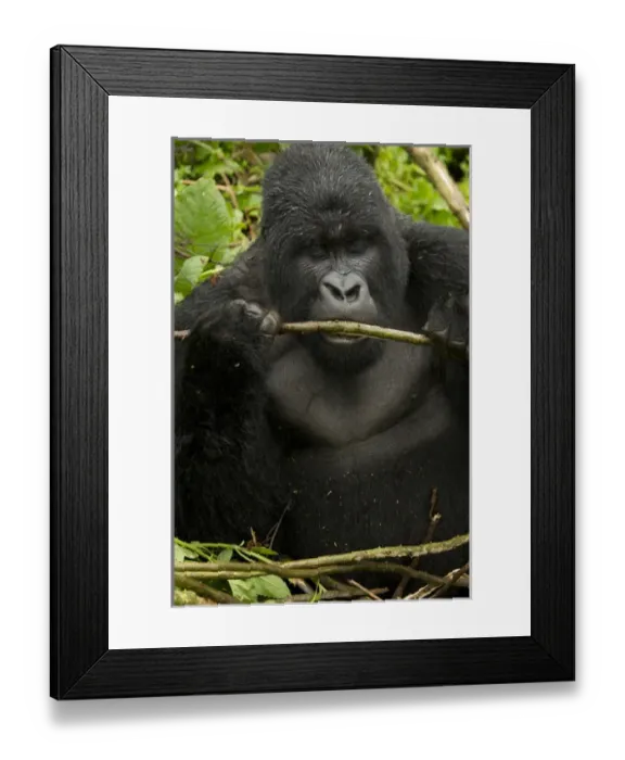 Framed Print : Africa, Rwanda, Volcanoes National Park, Mountain Gorilla, Gorilla gorilla beringei Framed Print : Africa, Rwanda, Volcanoes National Park, Mountain Gorilla, Gorilla gorilla beringei