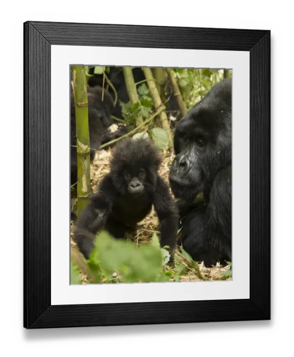 Framed Print : Africa, Rwanda, Volcanoes National Park, Mountain Gorilla, Gorilla gorilla beringei Framed Print : Africa, Rwanda, Volcanoes National Park, Mountain Gorilla, Gorilla gorilla beringei
