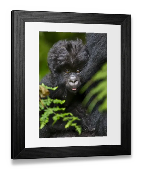 Framed Print : Africa. Rwanda. Female and juvenile Mountain Gorillas (Gorilla gorilla beringei)