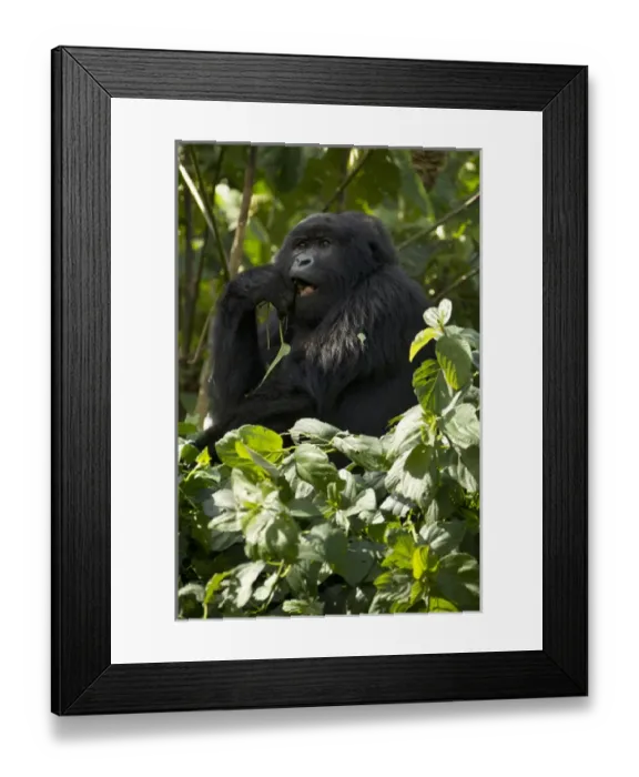 Framed Print : Africa, Rwanda, Volcanoes National Park, Mountain Gorilla, Gorilla gorilla beringei