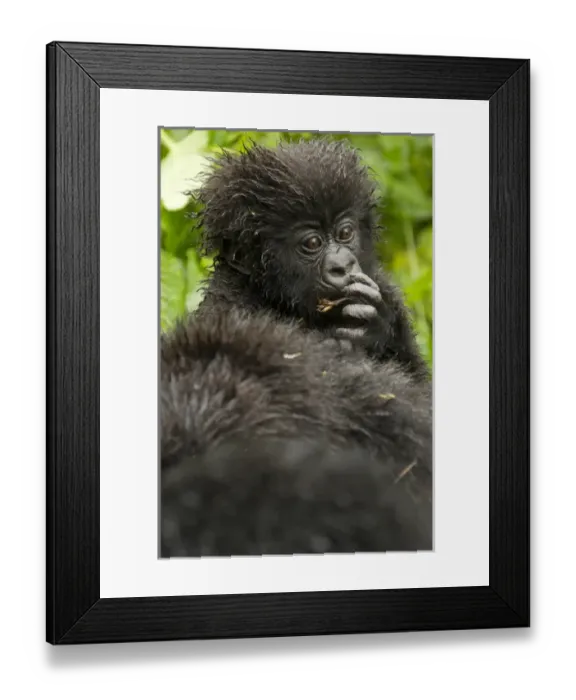 Framed Print : Africa, Rwanda, Volcanoes National Park, Mountain Gorilla, Gorilla gorilla beringei Framed Print : Africa, Rwanda, Volcanoes National Park, Mountain Gorilla, Gorilla gorilla beringei