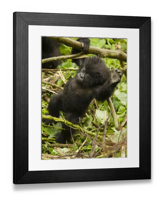 Framed Print : Africa, Rwanda, Volcanoes National Park, Mountain Gorilla, Gorilla gorilla beringei Framed Print : Africa, Rwanda, Volcanoes National Park, Mountain Gorilla, Gorilla gorilla beringei