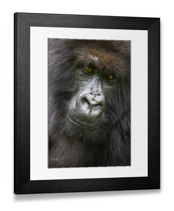 Framed Print : Africa. Rwanda. Female Mountain Gorilla (Gorilla gorilla beringei) of the Umubano Framed Print : Africa. Rwanda. Female Mountain Gorilla (Gorilla gorilla beringei) of the Umubano