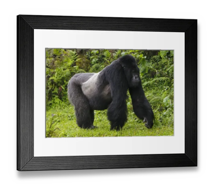 Framed Print : Africa. Rwanda. Akarevuro, a Mountain Gorilla (Gorilla gorilla beringei) and No 2 Framed Print : Africa. Rwanda. Akarevuro, a Mountain Gorilla (Gorilla gorilla beringei) and No 2