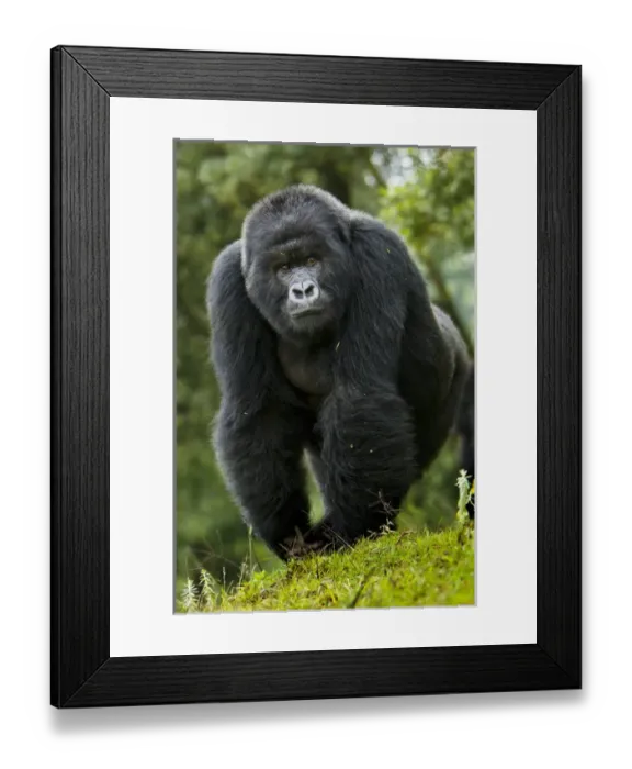 Framed Print : Africa. Rwanda. Kigoma, a Mountain Gorilla (Gorilla gorilla beringei) and No 3 Silverback Framed Print : Africa. Rwanda. Kigoma, a Mountain Gorilla (Gorilla gorilla beringei) and No 3 Silverback