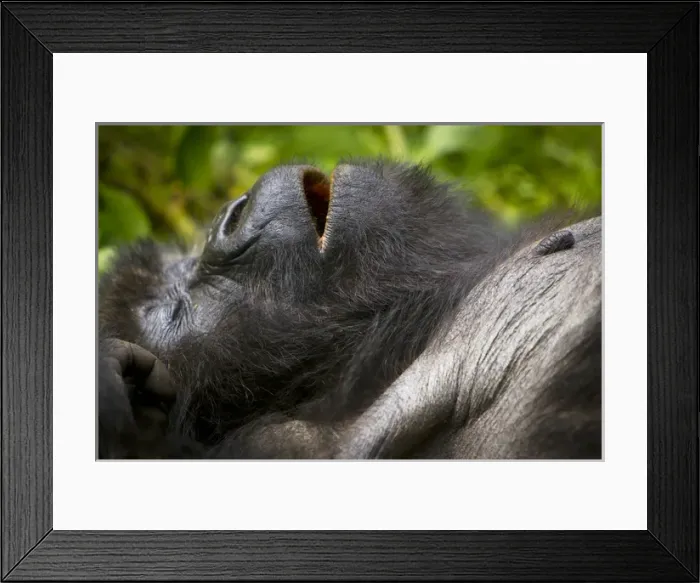 Framed Print : Africa. Rwanda. Female Mountain Gorilla (Gorilla gorilla beringei) of the Umubano