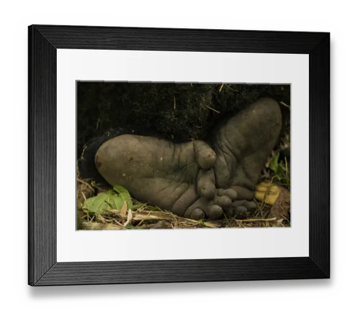 Framed Print : Africa. Rwanda. Close-up of the feet of a silverback, or male mountain gorilla (Gorilla Framed Print : Africa. Rwanda. Close-up of the feet of a silverback, or male mountain gorilla (Gorilla