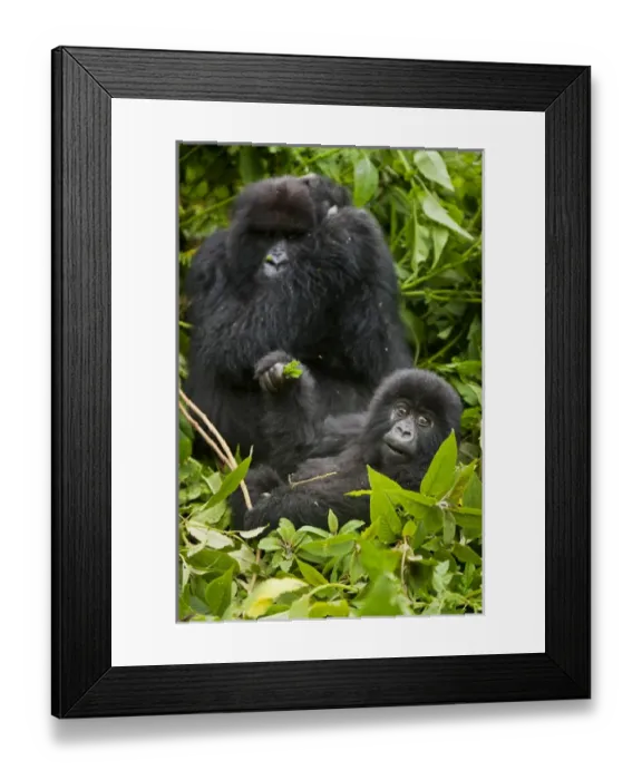 Framed Print : Africa. Rwanda. Juvenile Mountain Gorilla (Gorilla gorilla beringei) of the Umubano Framed Print : Africa. Rwanda. Juvenile Mountain Gorilla (Gorilla gorilla beringei) of the Umubano