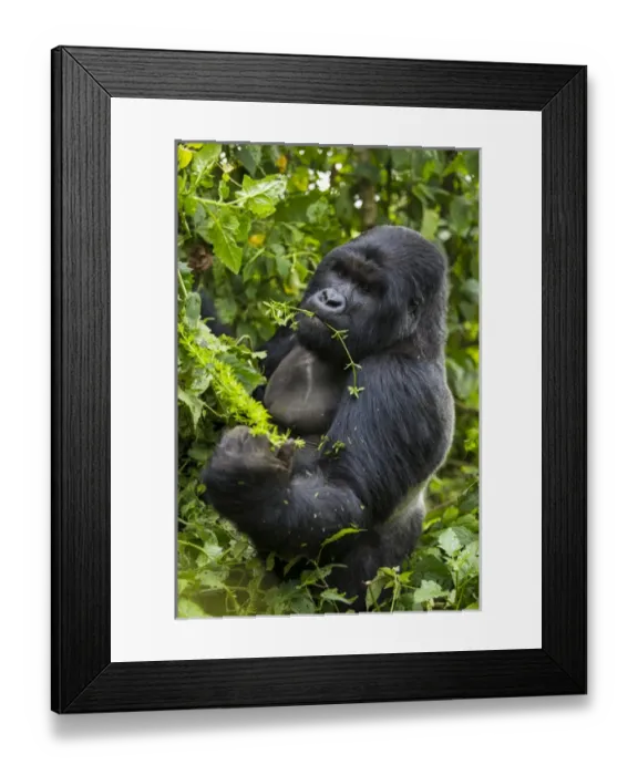 Framed Print : Africa. Rwanda. A silverback, or male mountain gorilla (Gorilla gorilla) at Volcanoes NP