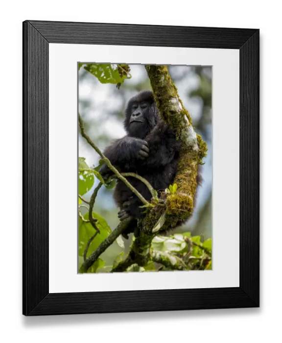 Framed Print : Africa. Rwanda. Female mountain gorilla (Gorilla gorilla) at Volcanoes NP, site Framed Print : Africa. Rwanda. Female mountain gorilla (Gorilla gorilla) at Volcanoes NP, site