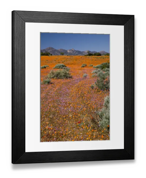 Framed Print : Africa, South Africa, Namaqua National Park Framed Print : Africa, South Africa, Namaqua National Park