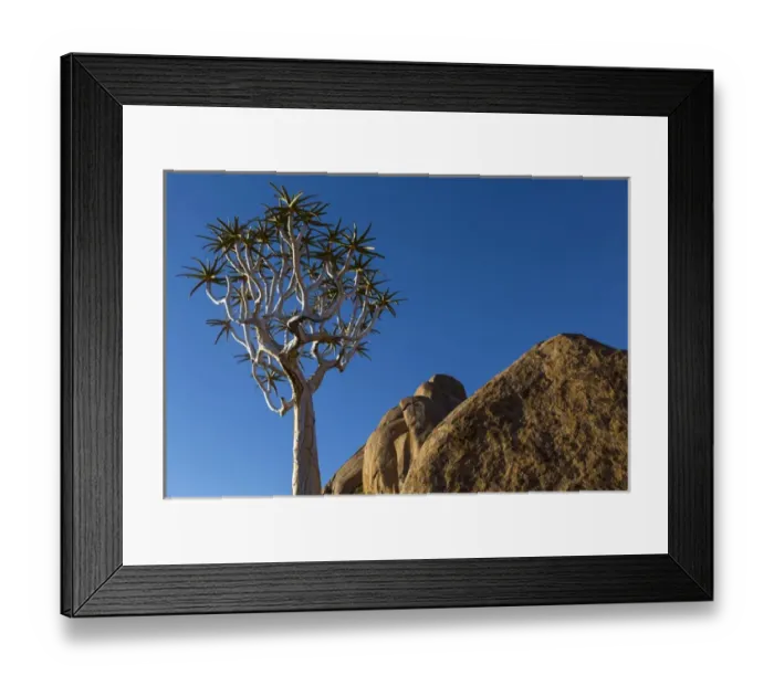 Framed Print : Africa, South Africa, Richtersveld National Park. Quiver tree and boulder. Credit as Framed Print : Africa, South Africa, Richtersveld National Park. Quiver tree and boulder. Credit as