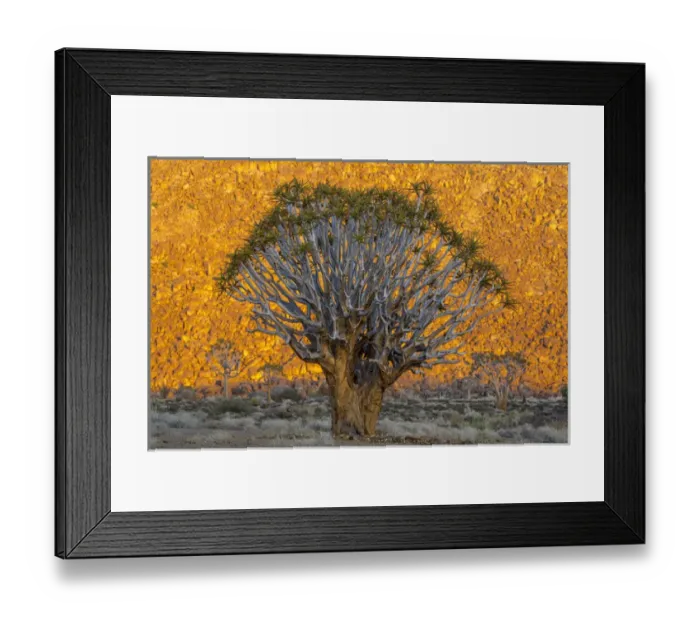 Framed Print : Africa, South Africa, Richtersveld National Park. Quiver trees against sunlit hillside