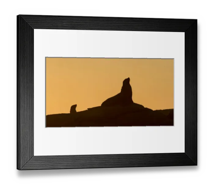 Framed Print : Africa, South Africa, Boulderbaai. Seal silhouetted against orange evening sky, near, South Africa Framed Print : Africa, South Africa, Boulderbaai. Seal silhouetted against orange evening sky, near, South Africa