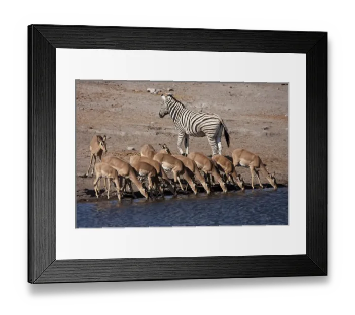 Framed Print : Africa, Namibia, Etosha National Park. Zebra and black-faced impala at Chudop waterhole