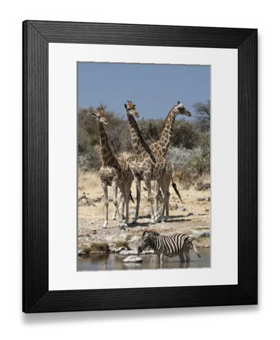 Framed Print : Africa, Namibia, Etosha National Park. Three giraffe and zebra at Chudop waterhole Framed Print : Africa, Namibia, Etosha National Park. Three giraffe and zebra at Chudop waterhole