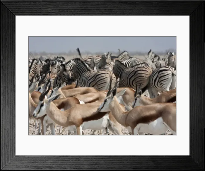 Framed Print : Africa, Namibia, Etosha National Park. Group of springboks and zebras. Credit as Framed Print : Africa, Namibia, Etosha National Park. Group of springboks and zebras. Credit as