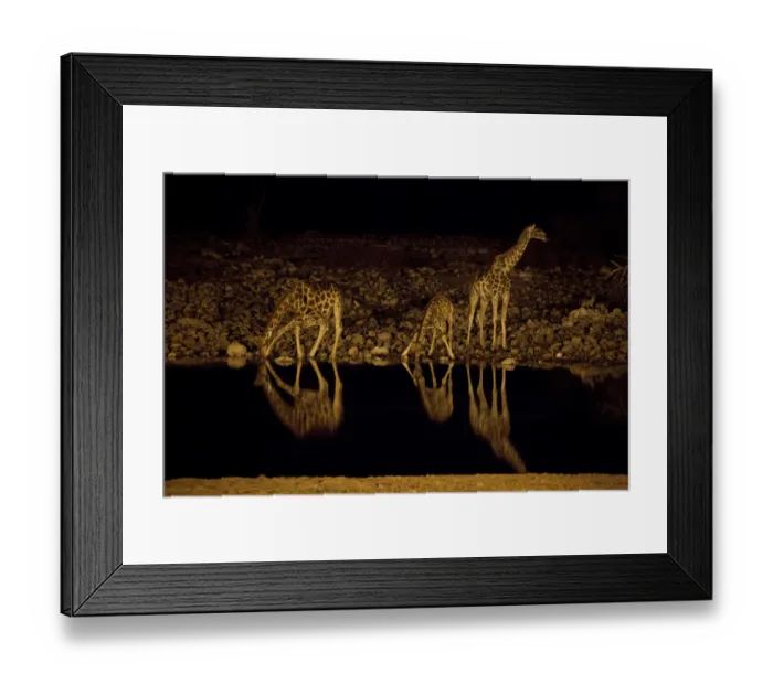 Framed Print : Africa, Namibia, Etosha National Park. Giraffe drink at the Okaukuejo waterhole at night