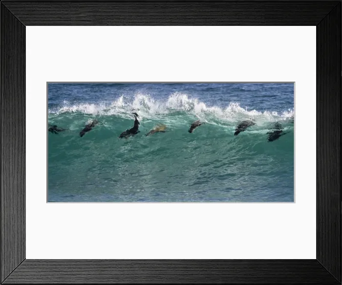 Framed Print : Africa, South Africa. Seals surfing in waves near Boulderbaai Framed Print : Africa, South Africa. Seals surfing in waves near Boulderbaai
