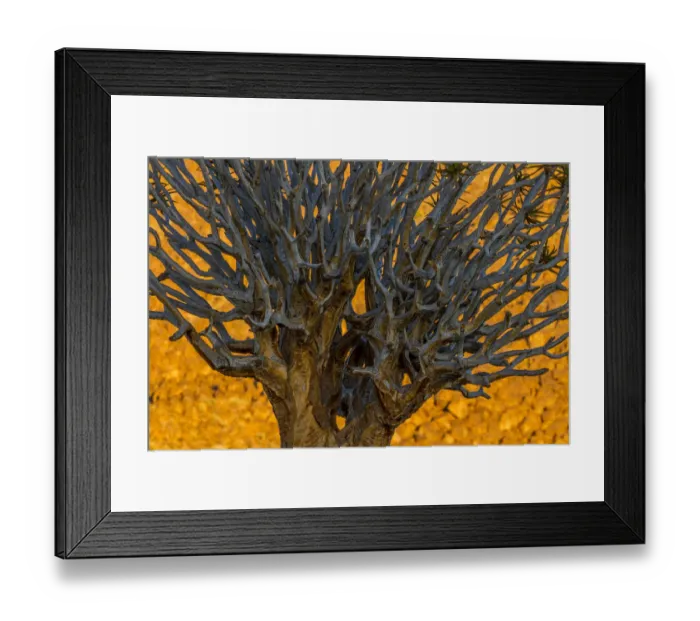 Framed Print : Africa, South Africa, Richtersveld National Park. Close-up of quiver tree. Credit as Framed Print : Africa, South Africa, Richtersveld National Park. Close-up of quiver tree. Credit as