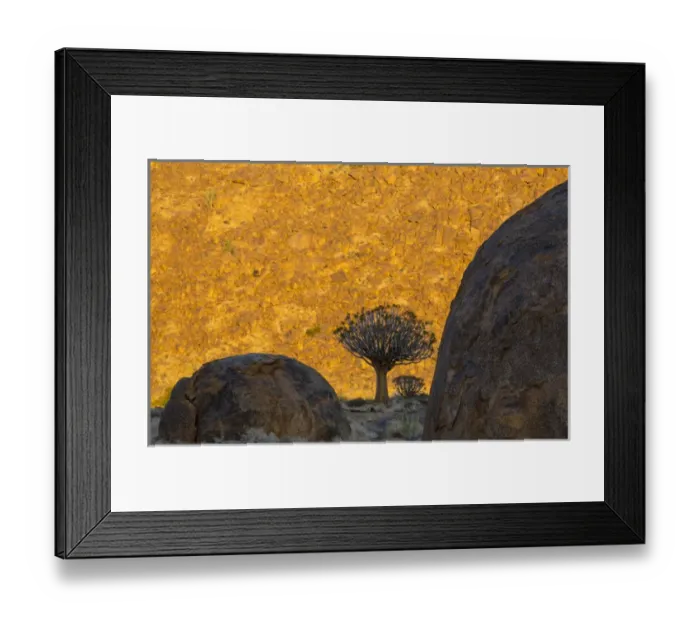 Framed Print : Africa, South Africa, Richtersveld National Park. Quiver trees and boulders against sunlit hillside Framed Print : Africa, South Africa, Richtersveld National Park. Quiver trees and boulders against sunlit hillside