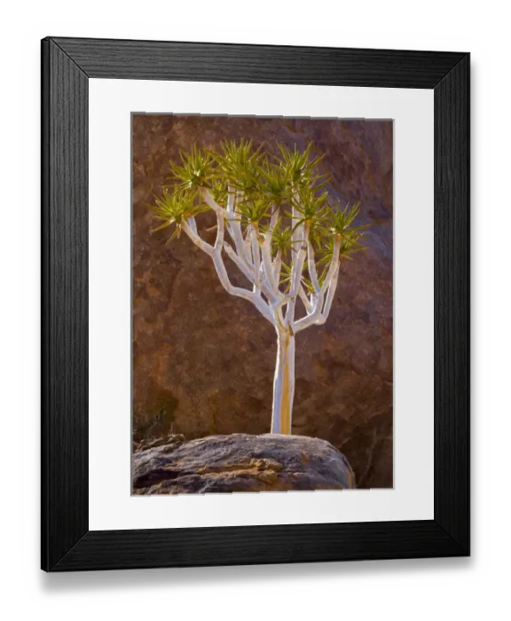 Framed Print : Africa, South Africa, Richtersveld National Park. Quiver tree and boulders. Credit as Framed Print : Africa, South Africa, Richtersveld National Park. Quiver tree and boulders. Credit as