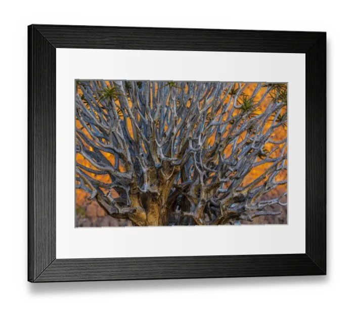 Framed Print : Africa, South Africa, Richtersveld National Park. Close-up of quiver tree. Credit as Framed Print : Africa, South Africa, Richtersveld National Park. Close-up of quiver tree. Credit as