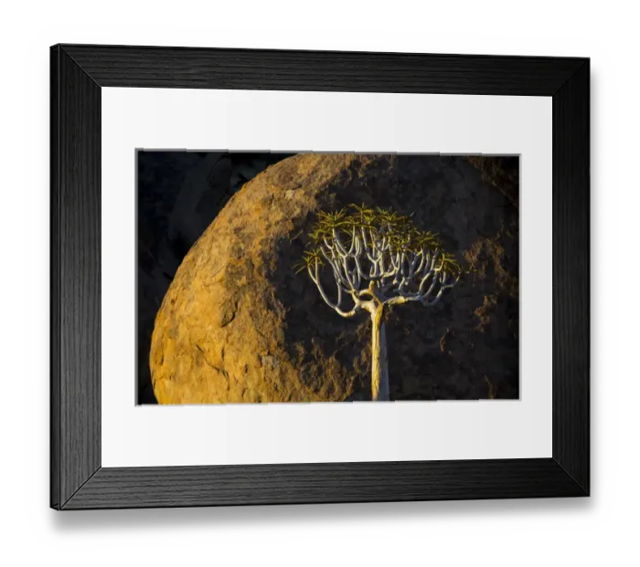 Framed Print : Africa, South Africa, Richtersveld National Park. Quiver tree and boulder. Credit as Framed Print : Africa, South Africa, Richtersveld National Park. Quiver tree and boulder. Credit as