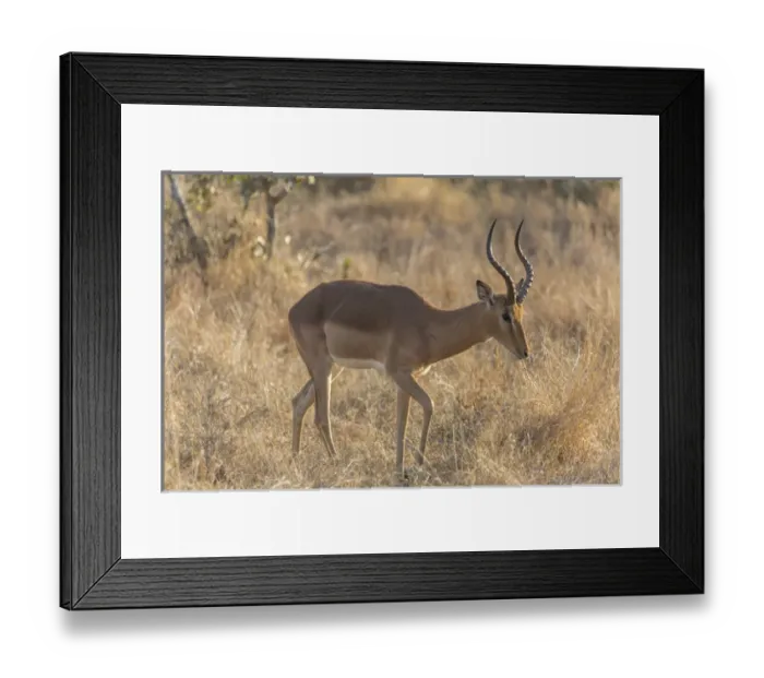 Framed Print : Africa, South Africa, Ngala Private Game Reserve Framed Print : Africa, South Africa, Ngala Private Game Reserve