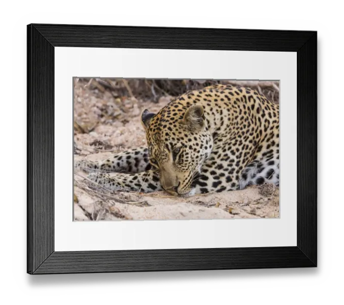 Framed Print : Africa, South Africa, Ngala Private Game Reserve. Close-up of young leopard. Credit as Framed Print : Africa, South Africa, Ngala Private Game Reserve. Close-up of young leopard. Credit as