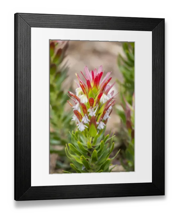 Framed Print : Africa, South Africa, Cape Town. Protea flower close-up Framed Print : Africa, South Africa, Cape Town. Protea flower close-up
