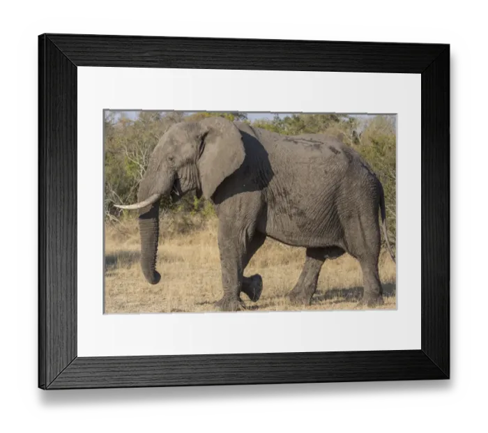 Framed Print : Africa, South Africa, Ngala Private Game Reserve. Side view of male elephant. Credit as Framed Print : Africa, South Africa, Ngala Private Game Reserve. Side view of male elephant. Credit as