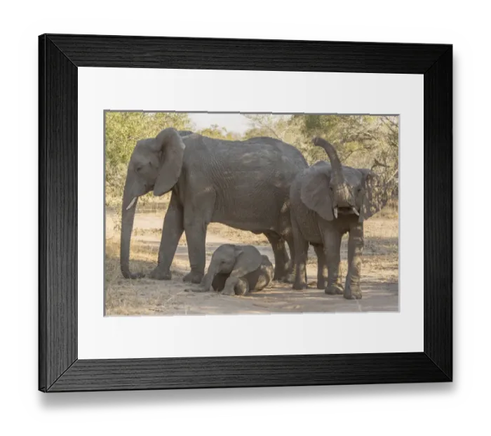 Framed Print : Africa, South Africa, Ngala Private Game Reserve Framed Print : Africa, South Africa, Ngala Private Game Reserve