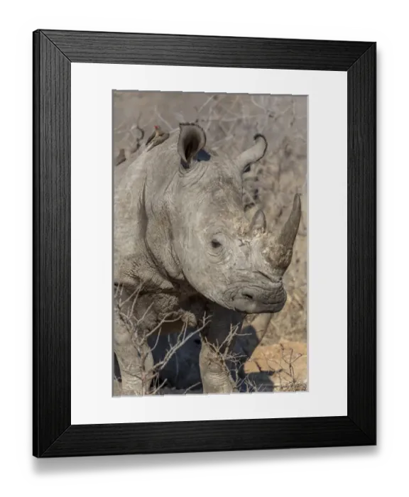 Framed Print : Africa, South Africa, Ngala Private Game Reserve. Close-up of white rhino. Credit as Framed Print : Africa, South Africa, Ngala Private Game Reserve. Close-up of white rhino. Credit as