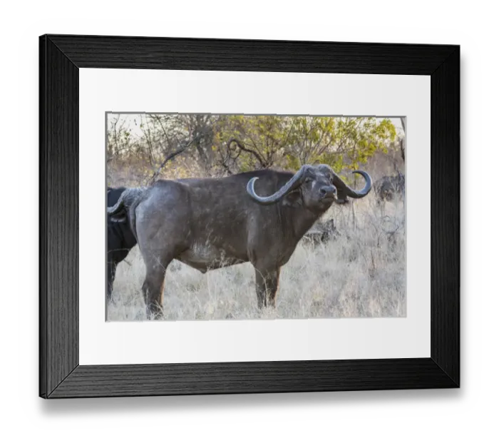 Framed Print : Africa, South Africa, Ngala Private Game Reserve. Side view of Cape buffalo. Credit as