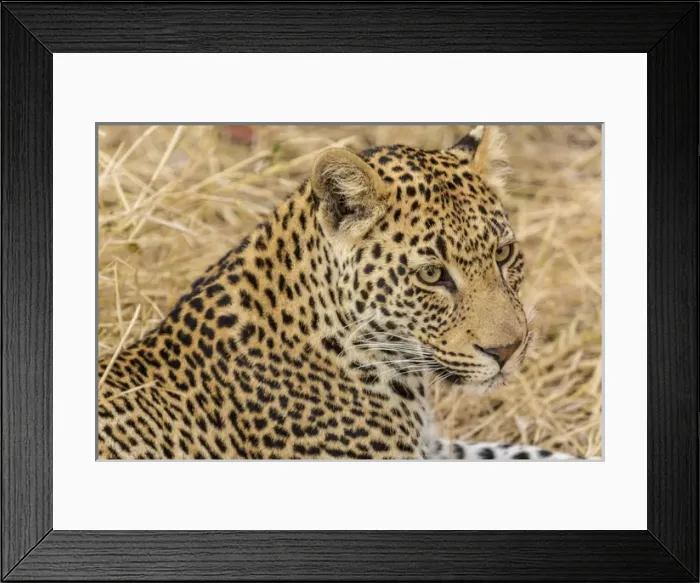 Framed Print : Africa, South Africa, Ngala Private Game Reserve. Close-up of adult leopard. Credit as Framed Print : Africa, South Africa, Ngala Private Game Reserve. Close-up of adult leopard. Credit as