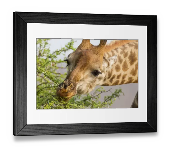 Framed Print : Africa, South Africa, Londolozi Private Game Reserve. Close-up of giraffe feeding on acacia leaves